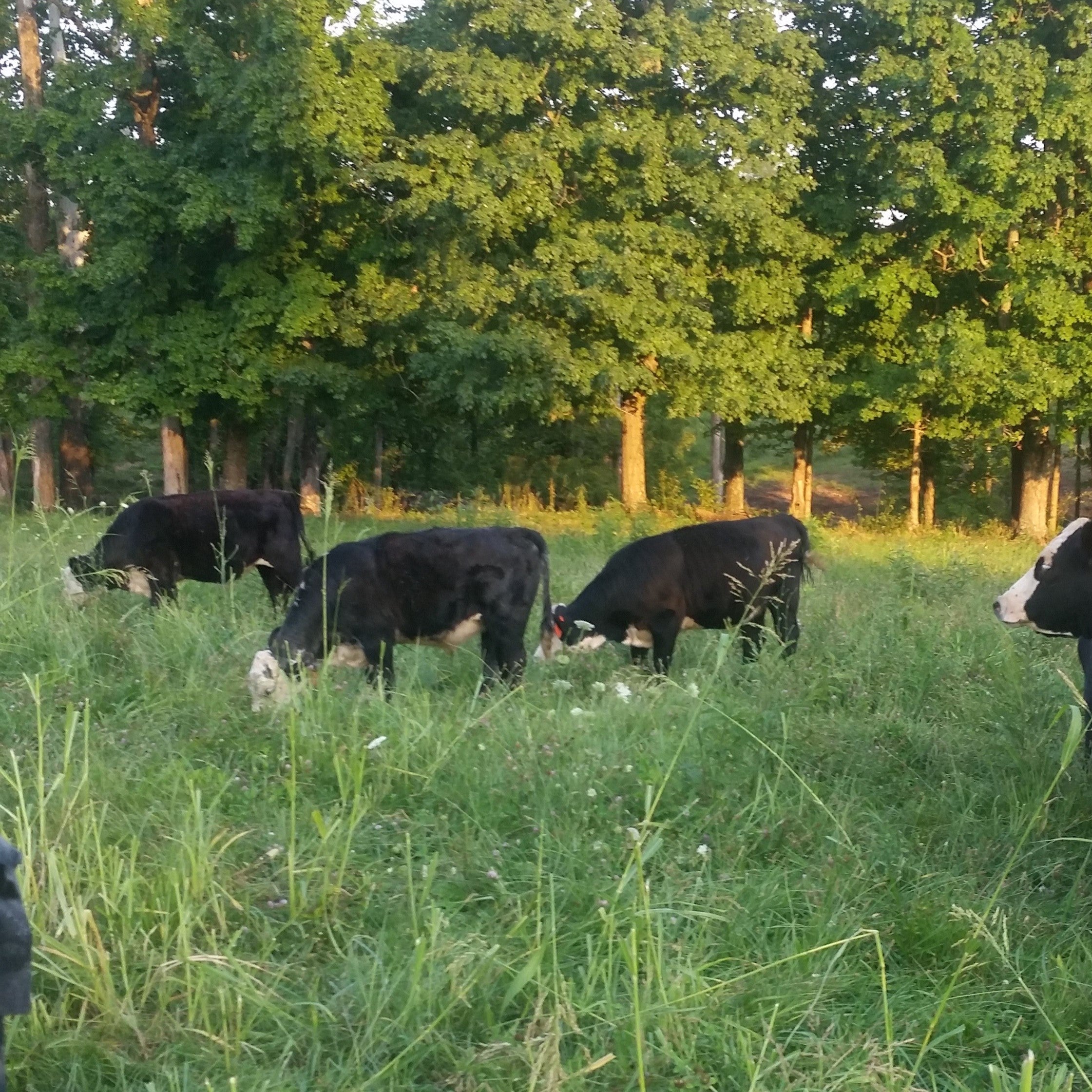 The Carnivore