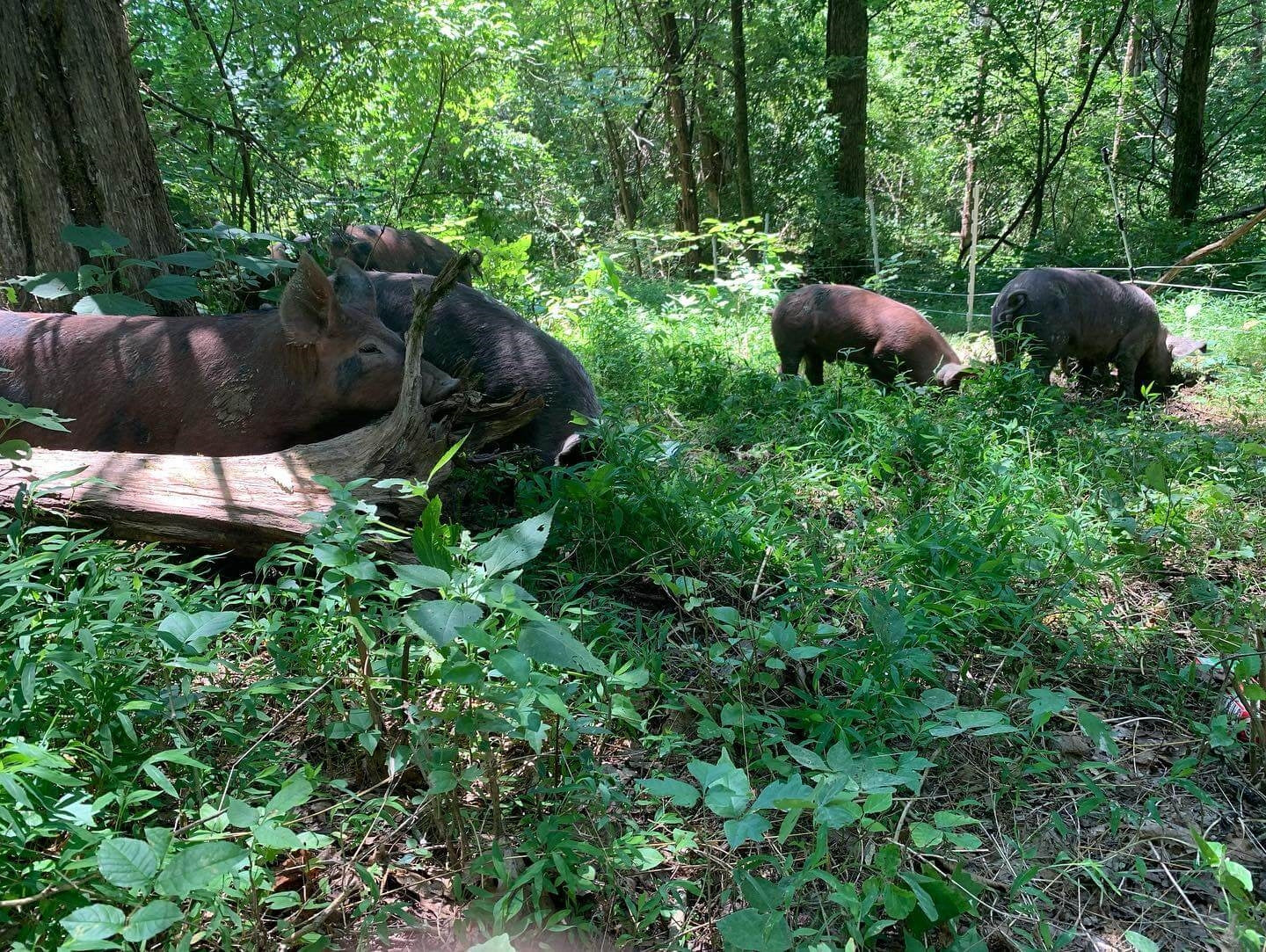 Forest & Field Pork Share