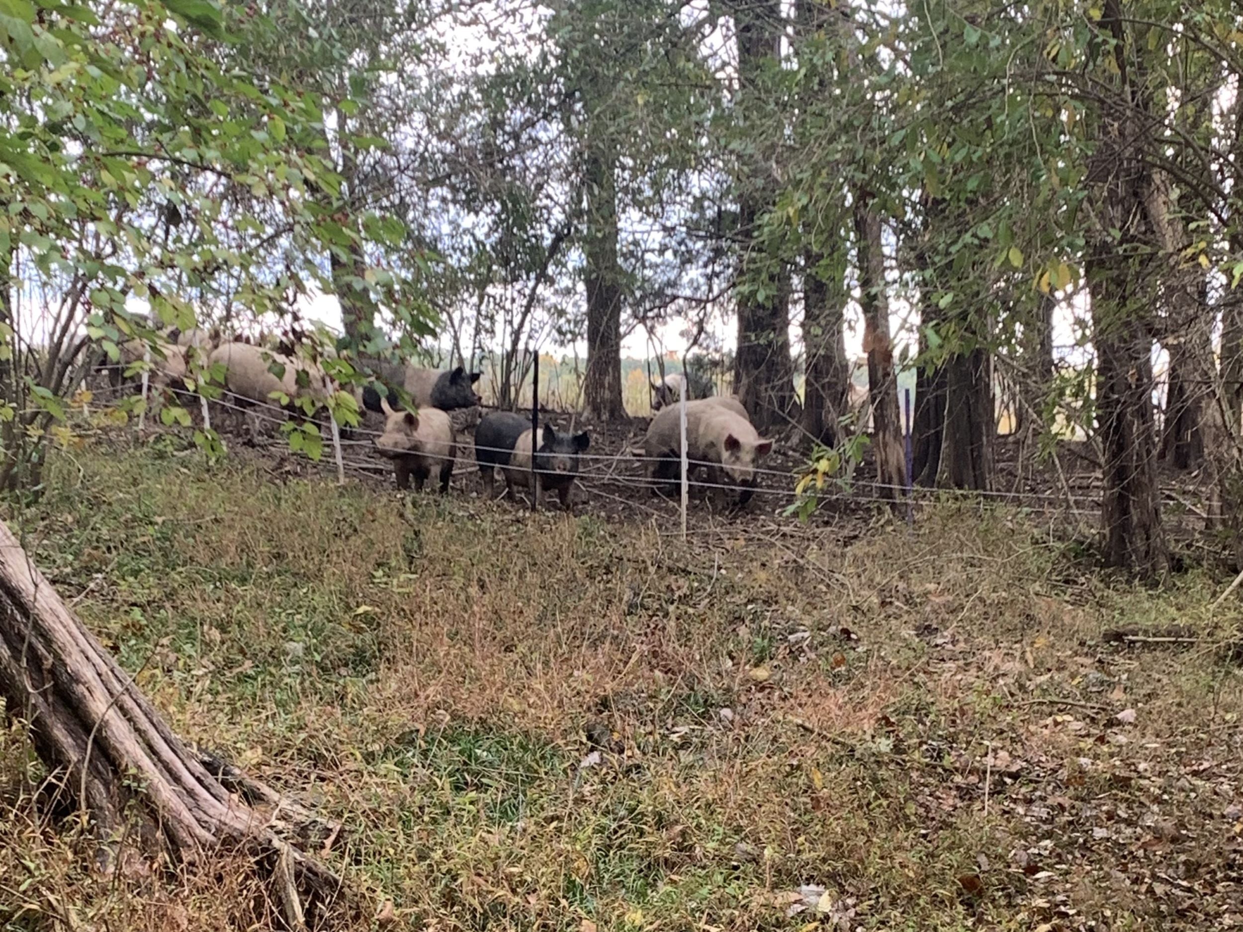 Half Cow, Whole Pig Farm Share (PLEASE READ ENTIRE DESCRIPTION)