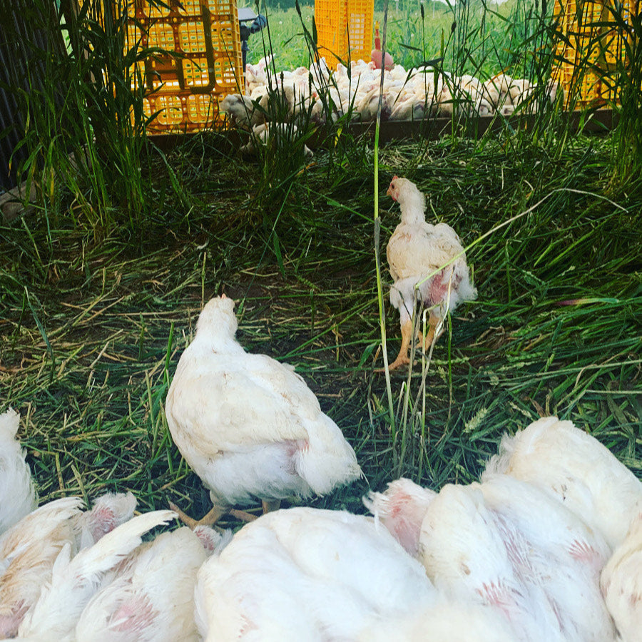 Farmers Choice CSA