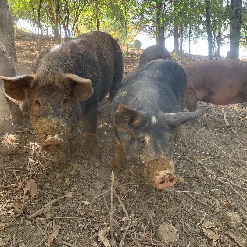 Forest & Field Pork Share