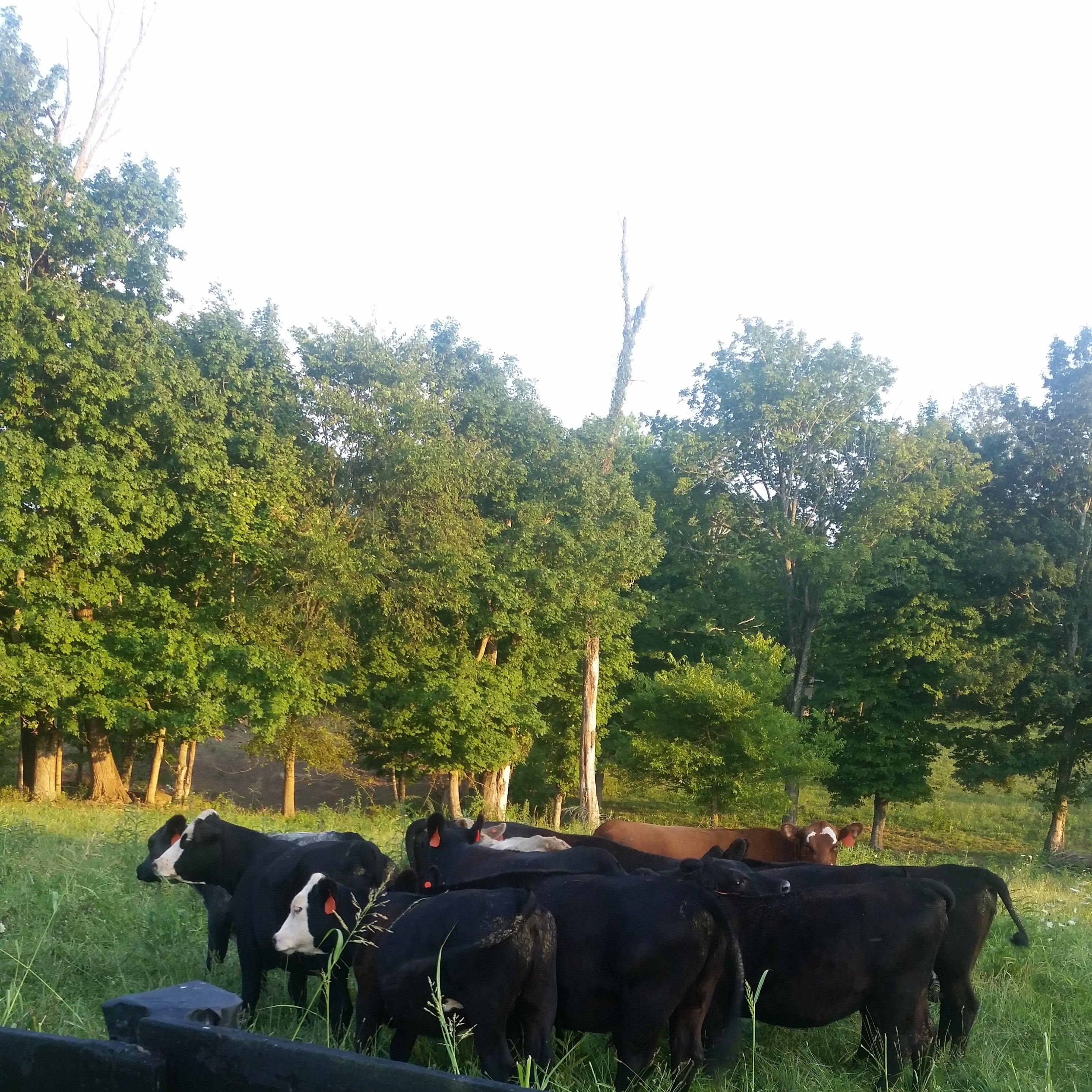 5 lbs Beef Grinds
