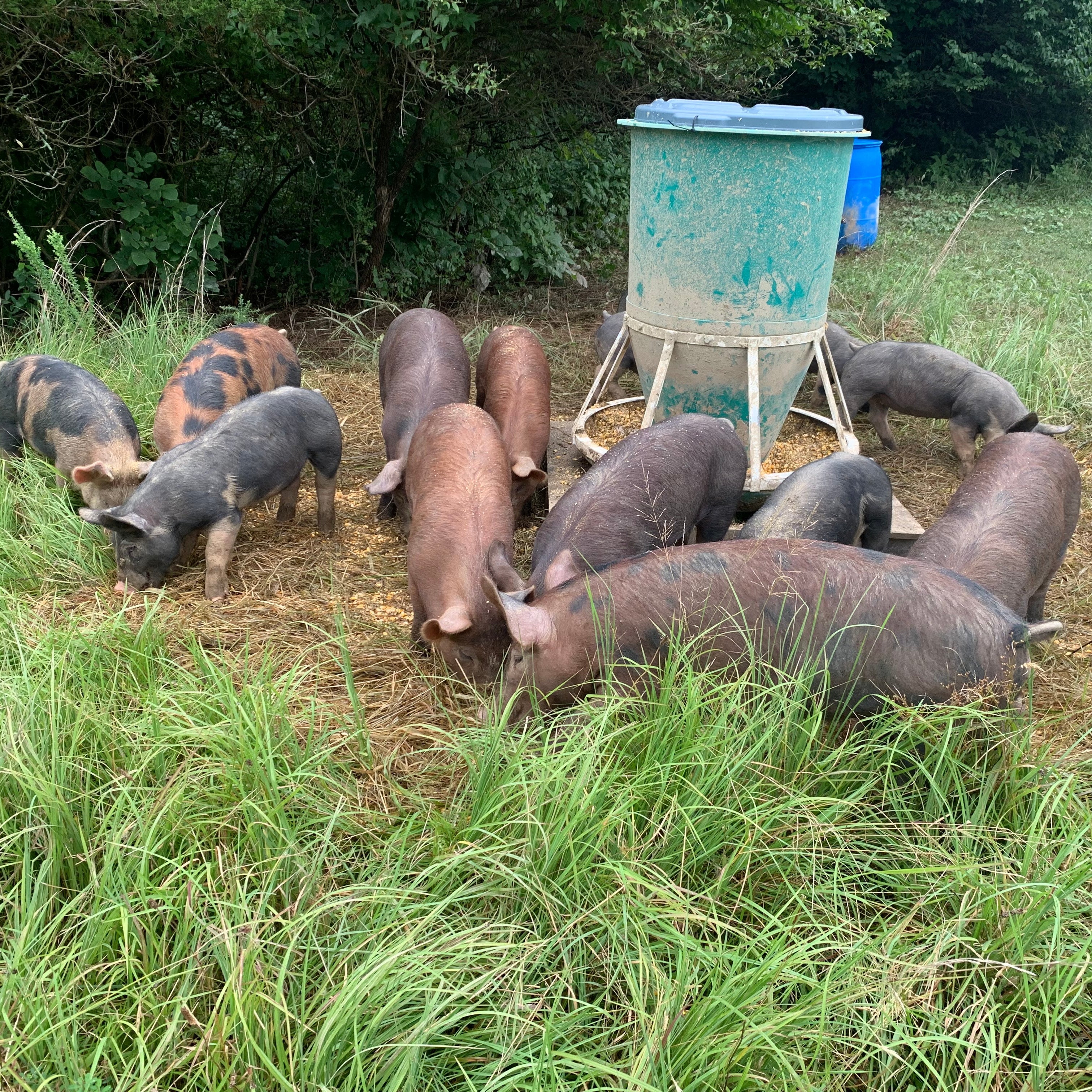 Woodland Reserve Pork Share